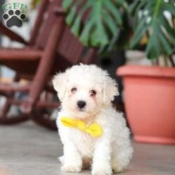 Rocky/Bichon Frise									Puppy/Male	/7 Weeks,Meet Rocky, an adorable AKC Bichon Frise puppy with a sweet personality, fluffy coat, and irresistible little face! Playful, affectionate, and curious, this lovable puppy enjoys exploring, playing with toys, and getting plenty of attention. With a gentle and happy nature, this little companion loves being around people and is sure to bring lots of love, fun, and cuddles to a forever home.