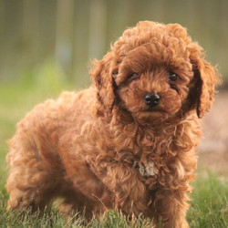 Adopt a dog:Curly/Poodle/Female/,Hi, I'm Curly! I'm a 9-week-old male Poodle with a beautiful red coat, born on July 18. I am ready now to plan my trip to my forever family. Once I reach my adult size, I'm expected to weigh between -1–75 lbs. I'm AKC registered. Spending my life with you will make me the happiest puppy ever.