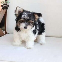 Cooper/Yorkie									Puppy/Male	/July 8th, 2026,Cooper is one of four in his litter, her approximate adult weight is 4 to 5 pounds.