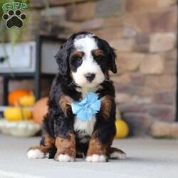 Ben/Mini Bernedoodle									Puppy/Male	/8 Weeks,Ben is a super sweet and friendly Mini Bernedoodle who is hard not to get attached to. He has a fun, playful personality and loves spending time with people. He enjoys exploring, playing, and getting plenty of attention, but he also has a gentle side and is always happy to settle down for some cuddles. Spend a little time with him and you’ll quickly see what a lovable little guy he is.