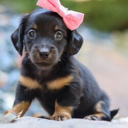 Adopt a dog:Eve/Dachshund/Female/,Hi, I'm Eve! I'm a 7-week-old female Dachshund with a beautiful black & tan coat, born on July 28. I'll be ready to go home to my forever family after September 22, once I'm grown enough to leave my litter. When I reach my adult size, I should weigh between 9–12 lbs. I'm AKC registered. I will fill your home with love, laughter, and puppy snuggles.