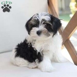 Maverick/Yorkie									Puppy/Male	/July 9th, 2026,Maverick  is one of five in his litter, his approximate adult weight is 4 to 5 pounds
