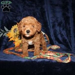 Cassie/Mini Goldendoodle									Puppy/Female	/7 Weeks,Meet this adorable Micro Mini Goldendoodle puppy who will stay very small! With parents weighting only 13 and 15lbs this cutie will stay small and look like a puppy forever! This puppy comes up to date on shots and dewormer and vet checked. Are you concerned about purchasing a healthy puppy? The mother is health tested and clear for Goldendoodle health issues! To learn how you can make this puppy your own contact us today!