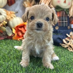 Adopt a dog:Love/Maltipoo/Female/,Hi, I'm Love! I'm a 5-week-old female Maltipoo. My dad is a Poodle and my mom is a Maltese. I have a beautiful apricot coat, and I was born on August 31. I'll be ready to go home to my forever family after November 23, once I'm grown enough to leave my litter. When I reach my adult size, I should weigh between 7–8 lbs. My little paws are itching to meet my forever family.