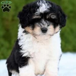 Ollie/Mini Aussiedoodle									Puppy/Male	/10 Weeks,Hi I’m looking for my furever home! I am family raised, super cute and love to play! I am up-to-date on my vaccines and dewormer And have a clear vet check! 