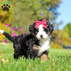 Bena/Mini Bernedoodle									Puppy/Female	/6 Weeks,Hi, I’m Bena! I’m a precious Miniature F1 Bernedoodle with an adorable face, a soft, fluffy coat, and a sweet, loving personality. I’m playful, affectionate, and curious, and I love spending my days exploring, playing with toys, and soaking up lots of attention. I have a gentle, happy nature and enjoy being around people. With my charming personality and irresistible good looks, I’m sure to bring plenty of love, fun, and happiness to my forever family!