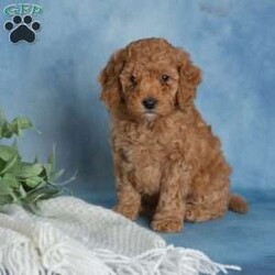 Jovial/Miniature Poodle									Puppy/Male	/6 Weeks,These sweet little puppies are looking for their forever homes! Who couldn’t use a little extra love from a furry friend? Puppy cuddles, puppy kisses, and playful little antics could be in your future!