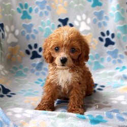Copper/Cockapoo									Puppy/Male	/10 Weeks,Meet Copper! Our sweet Cockapoo puppies were born August 1, 2026, to their parents, Pepsi, a Cocker Spaniel, and Rusty, a Mini Poodle. These little ones are growing up surrounded by our family and children, giving them plenty of everyday love, attention, and interaction. They are well socialized, very sweet, and playful, and are developing wonderful little personalities as they grow. Each puppy has been vet checked and is up to date on shots and dewormer. They will come with a 30 day health guarantee and are ready to find their new forever homes! 