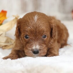 Adopt a dog:Allie/Maltipoo/Female/,Hi, I'm Allie! I'm a 5-week-old female Maltipoo. My dad is a Maltipoo and my mom is a Poodle. I have a beautiful red coat, and I was born on September 4. I'll be ready to go home to my forever family after October 30, once I'm grown enough to leave my litter. When I reach my adult size, I should weigh between 8–12 lbs. I'm all ready to be your new best friend and bring joy to your days.