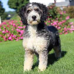 Adrian/Mini Bernedoodle									Puppy/Male	/10 Weeks,Hi, I’m Adrian! I’m a very cute Mini Bernedoodle puppy with an adorable face, a soft, fluffy coat, and a sweet personality that is sure to make you smile. I’m playful, affectionate, and love getting attention, exploring my surroundings, and spending time with the people around me. I enjoy playtime, cuddles, and being part of the fun, and I can’t wait to bring lots of love, happiness, and puppy kisses to my forever family!