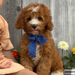 Adopt a dog:Maple/Cavapoo/Female/,Hi, I'm Maple! I'm a 16-week-old male Cavapoo. My dad is a Poodle and my mom is a Cavalier King Charles Spaniel. I have a beautiful red coat, and I was born on June 15. I am ready now to plan my trip to my forever family. Once I reach my adult size, I'm expected to weigh between 9–12 lbs. Your lap looks like the perfect spot for my puppy naps.