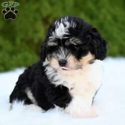 Ollie/Mini Aussiedoodle									Puppy/Male	/10 Weeks,Hi I’m looking for my furever home! I am family raised, super cute and love to play! I am up-to-date on my vaccines and dewormer And have a clear vet check! 
