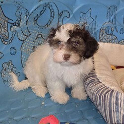 Hank/Havanese									Puppy/Male	/July 15th, 2026,Meet Hank a sweet little ACA Reg. Havanese puppy, Vet checked and shots are up to date.      contact us to make him your own. 