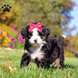 Bena/Mini Bernedoodle									Puppy/Female	/6 Weeks,Hi, I’m Bena! I’m a precious Miniature F1 Bernedoodle with an adorable face, a soft, fluffy coat, and a sweet, loving personality. I’m playful, affectionate, and curious, and I love spending my days exploring, playing with toys, and soaking up lots of attention. I have a gentle, happy nature and enjoy being around people. With my charming personality and irresistible good looks, I’m sure to bring plenty of love, fun, and happiness to my forever family!