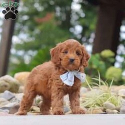 Igor/Mini Goldendoodle									Puppy/Male	/7 Weeks,Hi, I’m Igor! I’m a very cute Mini Goldendoodle puppy with an adorable face, a soft, fluffy coat, and a sweet personality. I’m playful, affectionate, and curious, and I love spending my days exploring, playing with toys, and getting lots of attention. I have a happy and loving nature, and I enjoy being around people and making new friends. With my charming personality and irresistible looks, I’m sure to bring lots of love, fun, and happiness to my forever family!