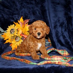 Cassie/Mini Goldendoodle									Puppy/Female	/7 Weeks,Meet this adorable Micro Mini Goldendoodle puppy who will stay very small! With parents weighting only 13 and 15lbs this cutie will stay small and look like a puppy forever! This puppy comes up to date on shots and dewormer and vet checked. Are you concerned about purchasing a healthy puppy? The mother is health tested and clear for Goldendoodle health issues! To learn how you can make this puppy your own contact us today!
