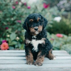 Mabel/Mini Bernedoodle									Puppy/Female	/8 Weeks,Meet these beautiful, loving, fun Mini Bernedoodle puppies! They are family raised and well socialized with children. They will be up to date with all vaccines and are vet checked. The Mothers name is Lacy, she is a 45lb Bernedoodle. The Father’s name is Taco, he is a 35lb Bernedoodle. They will make playful playmates and loyal companions. Call us today to adopt your new family pet!