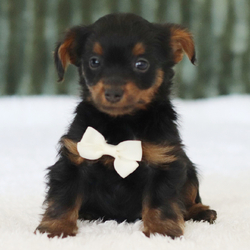 Milan/Yorkiepoo/Female/