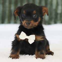 Adopt a dog:Milan/Yorkiepoo/Female/,Hi, I'm Milan! I'm a 7-week-old male Yorkiepoo. My dad is a Poodle and my mom is a Yorkshire Terrier. I have a beautiful black & tan coat, and I was born on August 19. I'll be ready to go home to my forever family after October 14, once I'm grown enough to leave my litter. When I reach my adult size, I should weigh between 8–10 lbs. I'm ICA registered. I can't wait to bring my puppy joy and cuddles into your home.