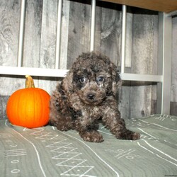 Bubbles/Miniature Poodle									Puppy/Male	/9 Weeks,Here comes a beautiful blue merle Miniature Poodle puppy with lots of soft curls and sweet puppy kisses! This charming puppy comes up to date on shots and dewormer and is vet checked! The mom and dad are health tested and we offer an extended health guarantee as well! To learn more about what makes this puppy special contact us today! 