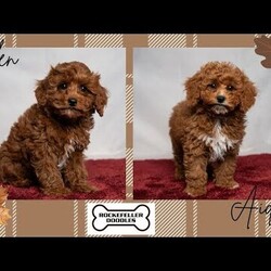 Allen/Cavapoo									Puppy/Male	/11 Weeks,Allen is a curly-haired Cavapoo boy with lots of white on his chest! He is ready to join you as you relax around the campfire, give you puppy kisses, or join you on a long walk!