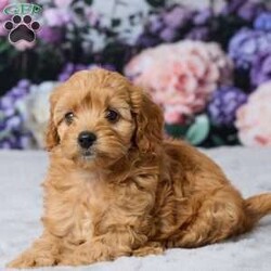 Layla/Cavapoo									Puppy/Female	/10 Weeks,Meet Layla, an adorable Cavapoo puppy with a sweet personality and lovable nature! She has been vet-checked and is up to date on all her shots and vaccines. Layla is happy, healthy, and ready to find her forever home. She can’t wait to meet her new family!