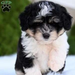Ollie/Mini Aussiedoodle									Puppy/Male	/10 Weeks,Hi I’m looking for my furever home! I am family raised, super cute and love to play! I am up-to-date on my vaccines and dewormer And have a clear vet check! 