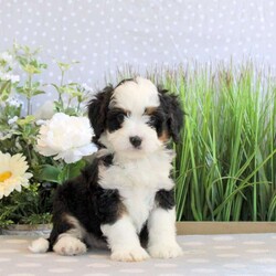 Rowdy/Mini Bernedoodle									Puppy/Male	/8 Weeks,Rowdy is a spirited Miniature Bernedoodle puppy with a bubbly and lovable personality! This playful boy comes home with a health guarantee provided by the breeder, plus has been seen by a vet and is up to date on shots and de-wormer. Rowdy is family raised, well socialized, and ready to meet his forever family!