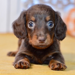 Coe/Dachshund/Female/