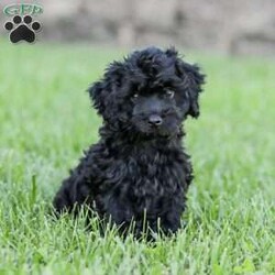 Shortcake/Cockapoo									Puppy/Female	/13 Weeks,Meet our Sweet little Shortcake! Our adorable Cockapoo puppy. She is family raised and is a sweet lap puppy and our 4 year old plays with her for hours every day and she loves the attention! She has spent lots of time on a leash and does very well with it.