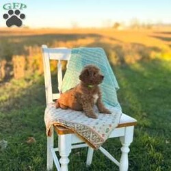 Charlie/Mini Goldendoodle									Puppy/Male	/August 20th, 2026,Charlie is a beautiful f1b goldendoodle who has been family raised, grown up around cats and other dogs. Charlie loves to play with kids and running around outside chasing his tail and our kittens. 