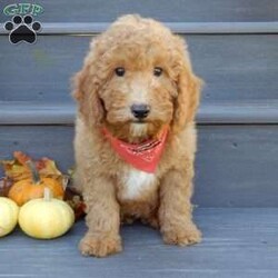 Louie/Mini Goldendoodle									Puppy/Male	/12 Weeks,Hi there!! My name is Louie and I would love to come home with you. I am sure with one look into my warm, sweet eyes and I’ll be sure I will have captured your heart already! I am very happy, playful and very kid friendly! I stand out above the rest with my curly red coat and my sweet teddy bear face! Full of personality and always ready to give amazing puppy kisses, I would love to fill your home with all of my puppy love! I have been vet checked and I am up to date on vaccinations and dewormings and I will also come with a 1-year guarantee with the option of extending it to a 3-year guarantee.  Shipping is available anywhere in the USA! My mother is Sandy, a sweet, loving 32# Mini Goldendoodle, and my father is Atlas, a 16# AKC mini poodle and he is genetic tested clear! That makes me an F1b mini goldendoodle and I will grow to approx. 20-25# and I will be hypoallergenic and nonshedding!! Why wait when you know I am meant to be yours? Call or text Martha to make me the newest addition to your family and get ready to spend a lifetime of tail wagging fun!   (7% sales tax on in home pickups) 