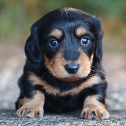 Ollie/Dachshund/Female/