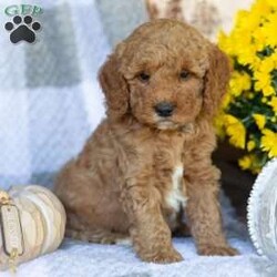 Prince/Mini Goldendoodle									Puppy/Male	/August 28th, 2026,Hi! Meet Prince, a sweet, smart pup who loves to play, cuddle and loves belly rubs. They are very social and play with children. They are trained to go potty in the yard, they have access to play in the yard and nap and sleep in a cozy heated puppy bed whenever they please. They bring joy and delight to each new day! 